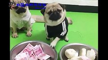 要钱or要饭 狗狗为爱选择 一路向前