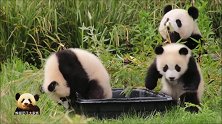 顽皮的熊孩子把喝水盆当成洗脚盆，熊猫妈妈梦梦坐在一旁很无奈