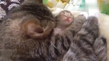 母猫仔细打量小猫，越看越喜欢，忍不住多亲几下