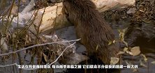 看看河狸是怎么造桥的，花费了一个月，网友：真是大自然的神迹