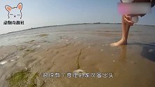 海滩上发现奇怪的洞，男子立马徒手开挖，这又是什么奇怪动物
