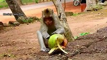 小公猴无视游客，玩起自己的小椰子，玩的嗨呀