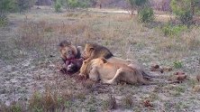 三头雄狮击杀了鬣狗，并以此来充饥