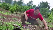 胖妹今天做卤肉饭，色香味美，汤汁浓郁，肥而不腻，真解馋