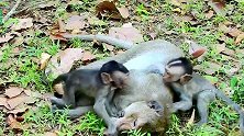 幼猴们都愿意找老公猴玩耍，猴王看着眼气，把幼猴都赶跑了