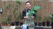 养桑葚，浇花水里兑上十克“它”，叶子长得比巴掌还大！