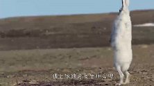 这只兔子太嚣张了！被两匹狼围捕还淡定自若，还以为是个王者！