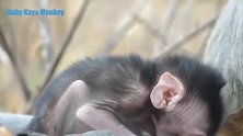 小猴子宝宝不敢离猴妈妈太远，一个人勤奋地在地上找宝贝