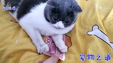 这只小猫太好玩了，按住一百元钱就不撒手，主人抢也不松手