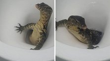 泰国一名游客正打算上厕所 突然发现马桶里钻出蜥蜴