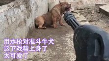 高冷的牛头犬，一喷水就变戏精了，真是个逗比啊！