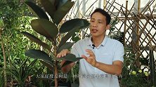 养橡皮树，谨记2个技巧，叶片又大又肥厚