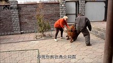 最“凶猛”的狗，五六个成年男性也制服不了它，藏獒也不是对手！