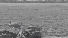 鬣狗强抢猎物攻击落单母狮，不料被雄狮堵住洞口