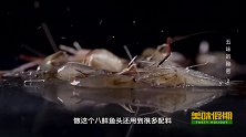 味道：辣味特色菜八仙鱼头，无敌变态辣，从口腔一直辣到胃里！