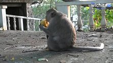 母猴刚生下宝宝，饥饿的母猴大口大口地吃着芒果！