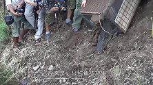河边出现庞然大物，村民找来拖拉机都装不下，大半身体露在外面