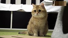 猫咪静静的在旁边看着主人帮自己做帽子，一副心领神会的表情！