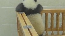 国宝太可爱了，这么高也能翻下去，摔下去会怎样？