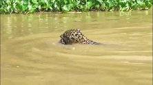 美洲豹叼着幼崽转移：这样浸在水里不怕淹死幼豹？
