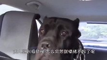 狗狗看见自己的媳妇跟别的狗嬉戏玩耍，在车里面露伤心！