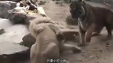 老虎VS狮子-谁会赢？你不看到你永远不会相信！我赌老虎！
