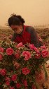 有些甜蜜，来之不易，风沙无阻，食用玫瑰全是靠人工一朵一朵采摘的#我有我的工作范 #新疆 #和田 #于田