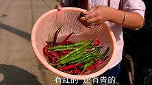 自家菜园摘的杭椒，做一道辣椒炒鸡蛋，辣得小菲嘴巴都红了