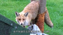狐狸被铁管套住，只能主动找人类解救，谁知这次算是“栽了”