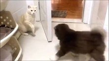 不要欺负小时候的阿拉斯加犬，不然等他长大，你就后悔了