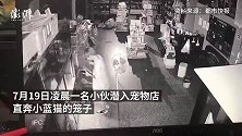 几人深夜盗走宠物店蓝猫，还“亲亲抱抱举高高”