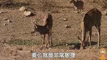 狮子真是饿疯了，抓不住水羚就抓犹猪，可它还是白忙活一场