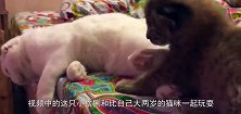 猞猁向猫咪示好，猫咪茫然中还露出脸红，毕竟这诱惑太大