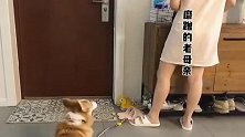 柯基：一天天的就知道磨蹭！
