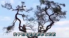 猎豹本以为会美餐一顿，却被母狒狒打的落花流水，爬树上不敢下来