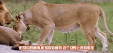 虎妈妈难产失去宝宝，饲养员把猪崽子扔进去，两月后动物园炸了锅