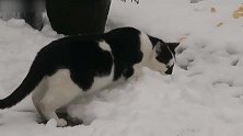 这雪地里是有什么好吃的看这小猫咪的样子，真是好萌啊！