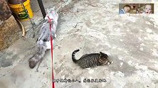 窝里横城里猫咪去农村，被姥爷的橘当头一爪“给爷哭”，头都凹了