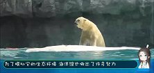 北极熊在水里放了个屁，游客都看懵了，生化武器来得太突然