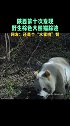 秦岭第10次发现野生棕色大熊猫