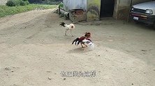 大公鸡抢狗崽子的饭，不料狗崽子“急眼了”，镜头记录搞笑一幕！