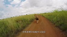 小伙将狮子从小养大，8年后小伙去看狮子，狮子向他猛扑过来！