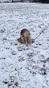 萌宠 狗狗 雪地里撒欢 真是个毛孩子！