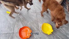 吃饭急速的狗狗，第一次遇上慢食盆，看它会有什么表现。