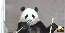 大熊猫白白净净，漂漂亮亮，超级圆润软萌的脸真想捏一下