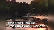 高考前夕西湖上演“鱼跃龙门”，朝霞中湖水金光粼粼，鱼儿成功翻越围栏