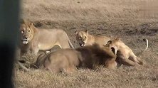 狮王独霸猎物，幼崽想蹭食，就咬断了幼崽的脊柱
