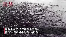 恐怖！成千上万条鲶鱼等待游客喂食，迫不及待甚至直接跳上岸
