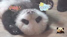 熊猫宝宝奇一四脚朝天式卖萌超可爱，甜甜的微笑融化你的心