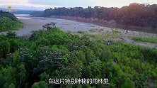 “灭绝”80年的这种动物，在雨林中被发现，科学家太激动了